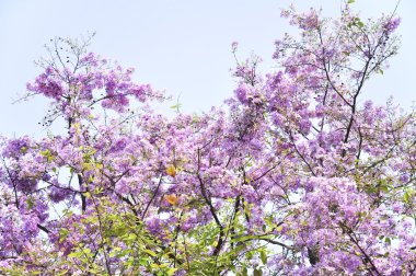 Lagerstroemia çiçek mavi gökyüzü arka planda
