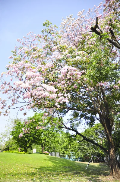 Розовая Текома селективная точка фокусировки на голубом небе — стоковое фото