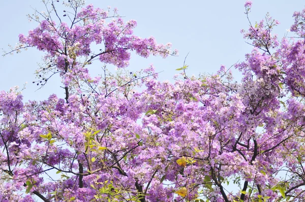 Lagerstroemia květina modrá obloha pozadí — Stock fotografie