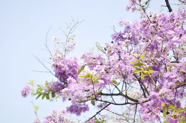 Lagerstroemia květina modrá obloha pozadí — Stock fotografie