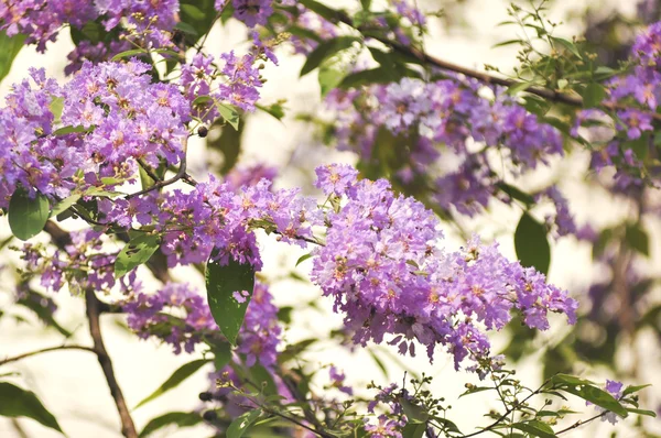 Lagerstroemia çiçek mavi gökyüzü arka planda