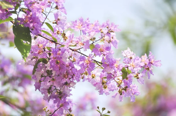 Lagerstroemia květina modrá obloha pozadí — Stock fotografie