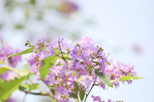 Lagerstroemia çiçek mavi gökyüzü arka planda