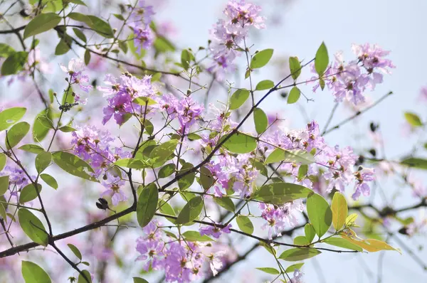 Lagerstroemia çiçek mavi gökyüzü arka planda