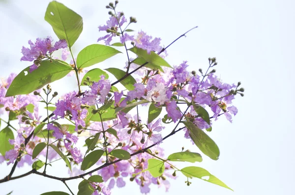 Lagerstroemia çiçek mavi gökyüzü arka planda