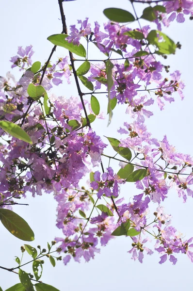 Lagerstroemia çiçek mavi gökyüzü arka planda