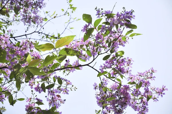 Lagerstroemia květina modrá obloha pozadí — Stock fotografie