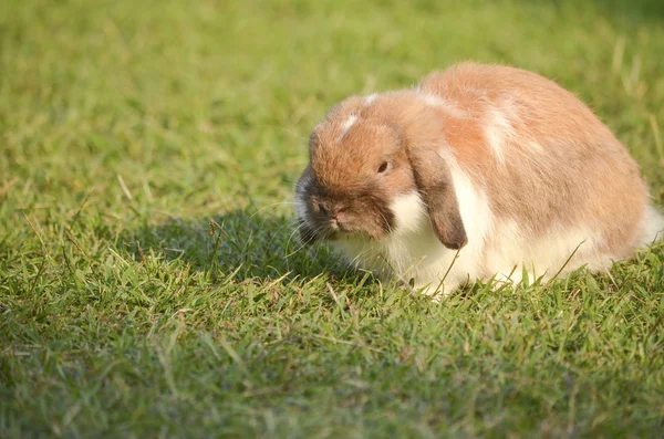 Kaninchen auf der grünen Wiese — Stockfoto