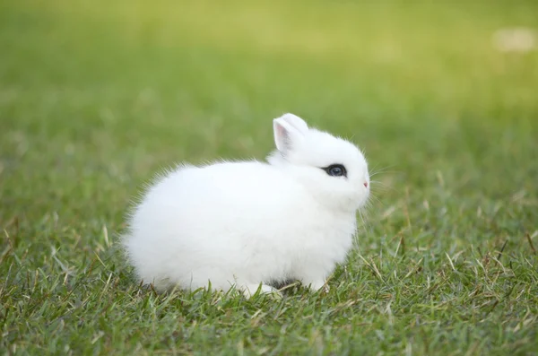 Conejo en el campo verde — Foto de Stock