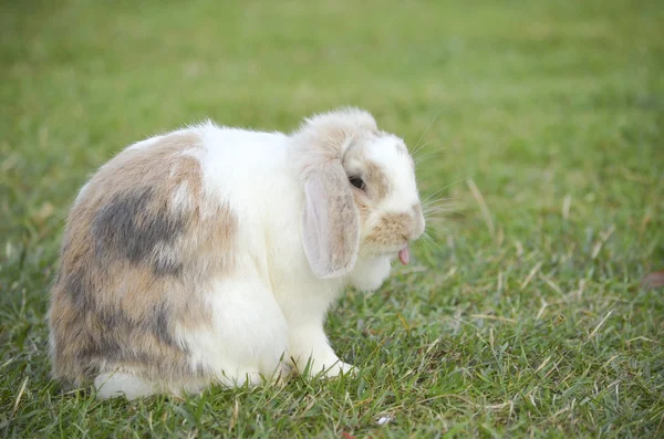 Conejo en el campo verde —  Fotos de Stock