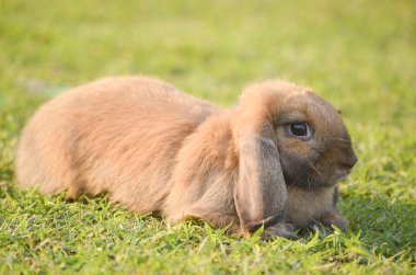 rabbit in the green field clipart