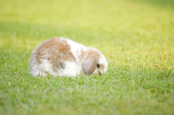 Tavşan yeşil alanda — Stok fotoğraf