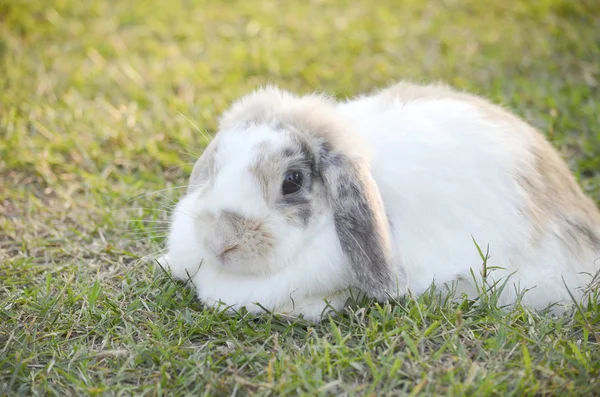 Coniglio nel campo verde — Foto Stock