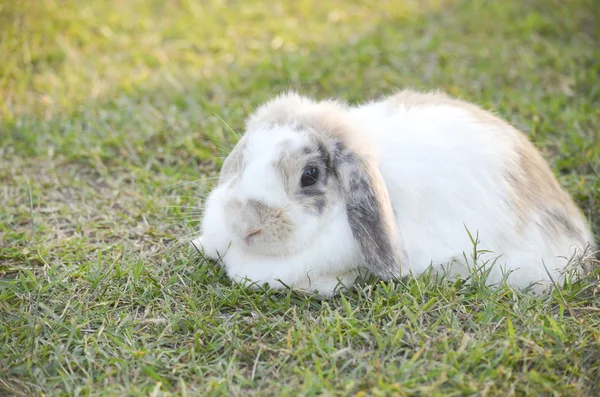 Lapin dans le champ vert — Photo