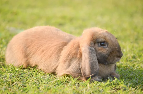 Konijn in het groene veld — Stockfoto