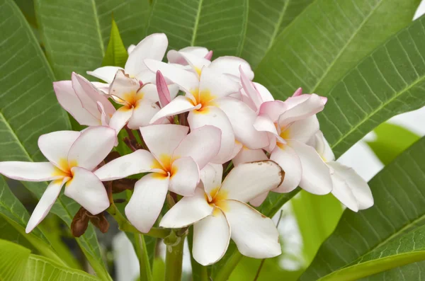 Plumeria in fondo foglia verde — Foto Stock