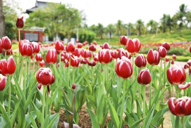Chiangmai Tayland'da Royal Park Rajapruek