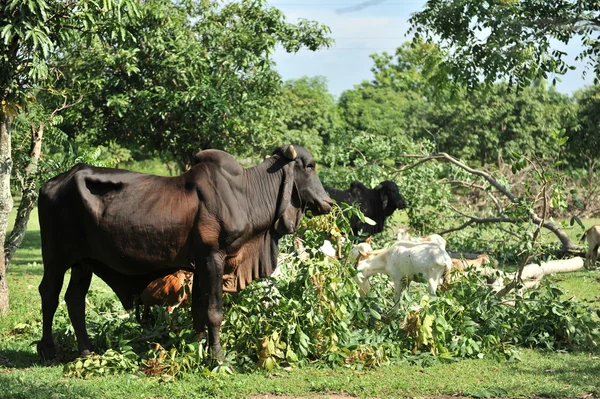 Vache dans le champ vert — Photo