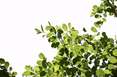 ayrı tutma beyaz arka plan ağaç