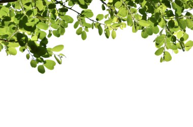 ayrı tutma beyaz arka plan ağaç