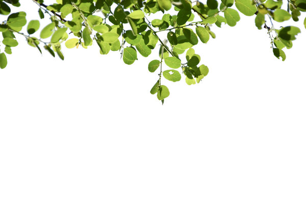  tree in isolate white background