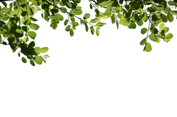 Árbol en fondo blanco aislado — Foto de Stock