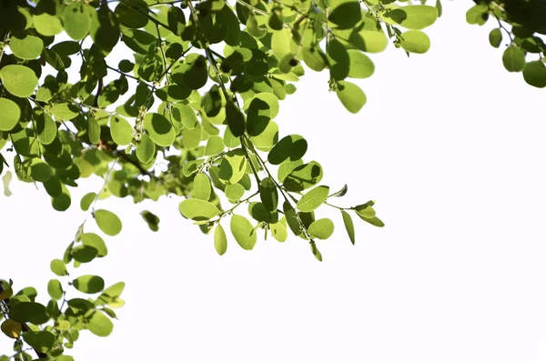 Árbol en fondo blanco aislado — Foto de Stock