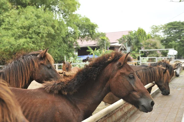 Koń w farmie odkryty — Zdjęcie stockowe