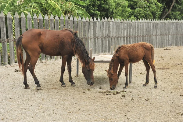 Cheval à la ferme — Photo