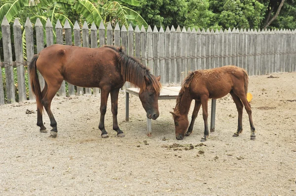 Cheval à la ferme — Photo