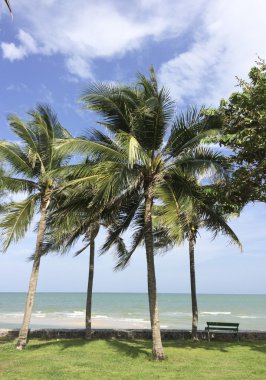 Hindistan cevizi plaj arka planda