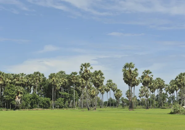 Sugar palm in groene veld — Stockfoto