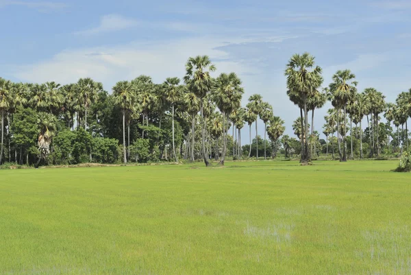 Palma de azúcar en el campo verde —  Fotos de Stock