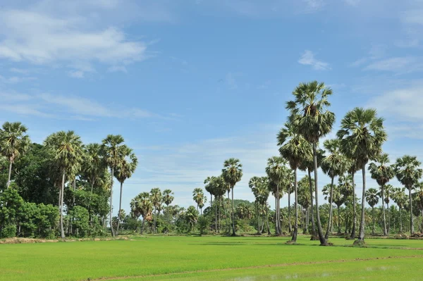 Sugar palm v zeleném poli — Stock fotografie