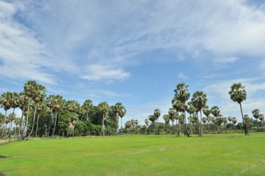 şeker palm yeşil alanı