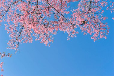 Seçici odak noktasında erik serasoidleri