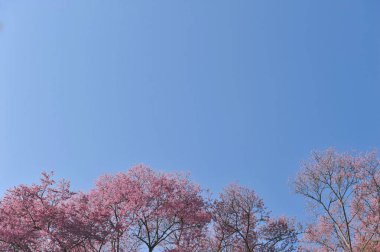 Seçici odak noktasında erik serasoidleri