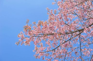 Seçici odak noktasında erik serasoidleri