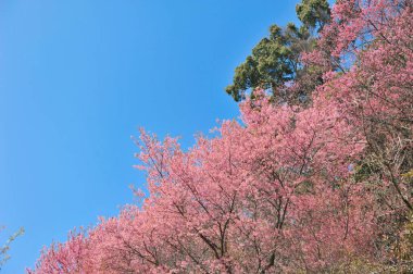 Seçici odak noktasında erik serasoidleri