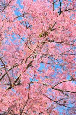 Seçici odak noktasında erik serasoidleri
