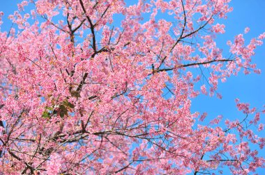 Seçici odak noktasında erik serasoidleri
