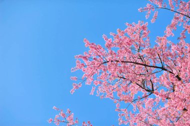 Seçici odak noktasında erik serasoidleri