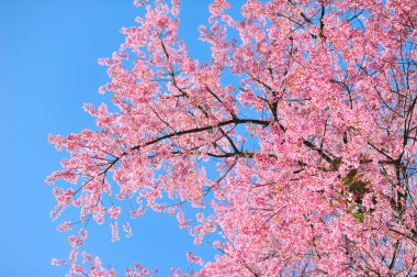 Seçici odak noktasında erik serasoidleri