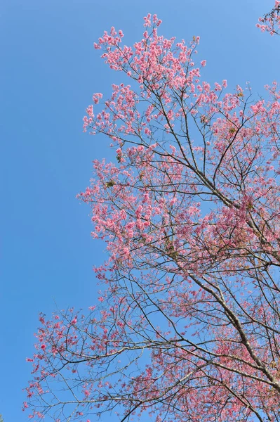 选择性聚焦点中的头孢菌素 — 图库照片