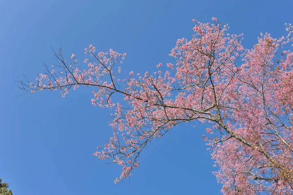 Prunus Cerasoides Selectief Focuspunt — Stockfoto