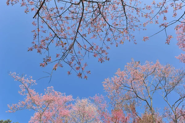 Prunus Cerasoides Selektywnym Punkcie Ogniskowania — Zdjęcie stockowe