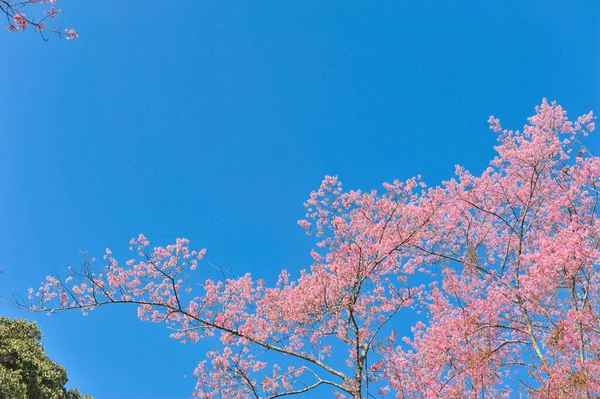 Prunus Cerasoides Selektywnym Punkcie Ogniskowania — Zdjęcie stockowe