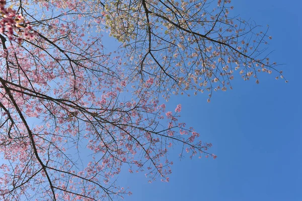 Prunus Cerasoides Selektywnym Punkcie Ogniskowania — Zdjęcie stockowe