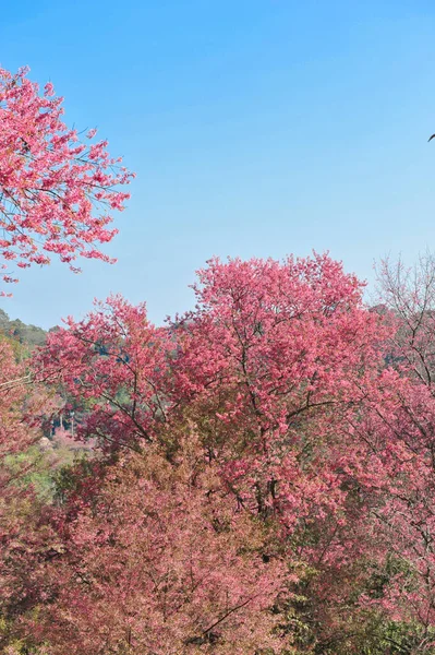 Prunus Cerasoides Selektywnym Punkcie Ogniskowania — Zdjęcie stockowe