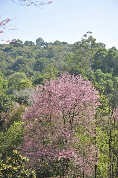 Prunus Cerasoides Punto Enfoque Selectivo —  Fotos de Stock